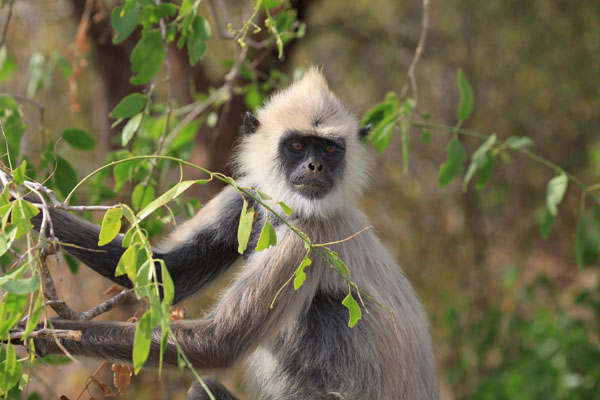 Grey Langur